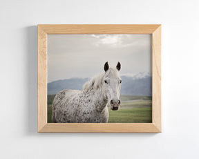 Freckles Appaloosa Horse