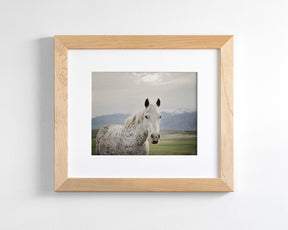 Freckles Appaloosa Horse