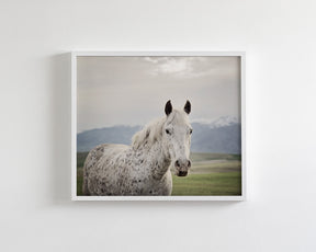 Freckles Appaloosa Horse