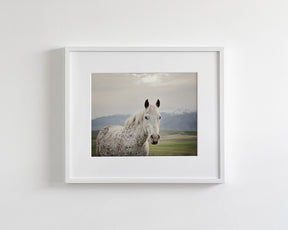 Freckles Appaloosa Horse