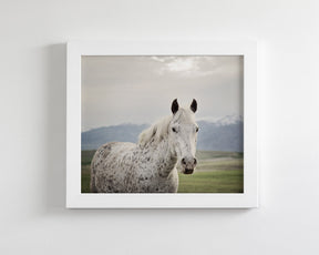 Freckles Appaloosa Horse