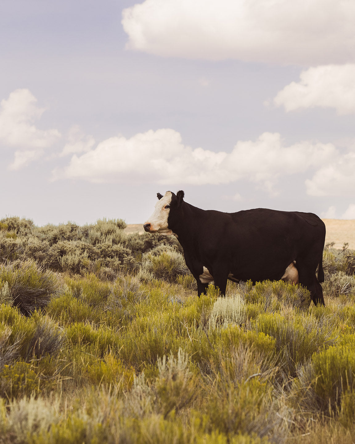 Ghost Cow, Western Landscape