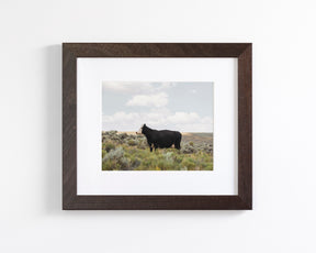 Ghost Face- Cattle Photograph