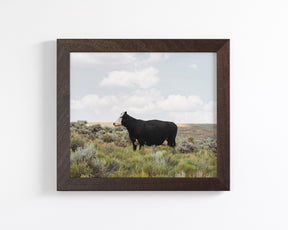 Ghost Face- Cattle Photograph