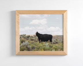 Ghost Face- Cattle Photograph