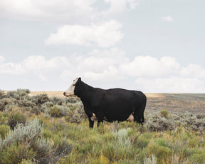 Ghost Face- Cattle Photograph