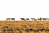 Golden Hour Band