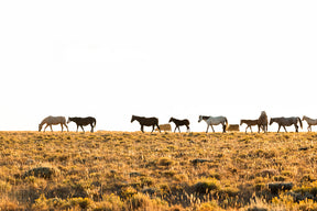 Golden Hour Band