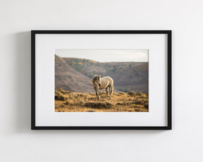 Golden Mare