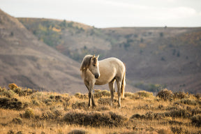 Golden Mare