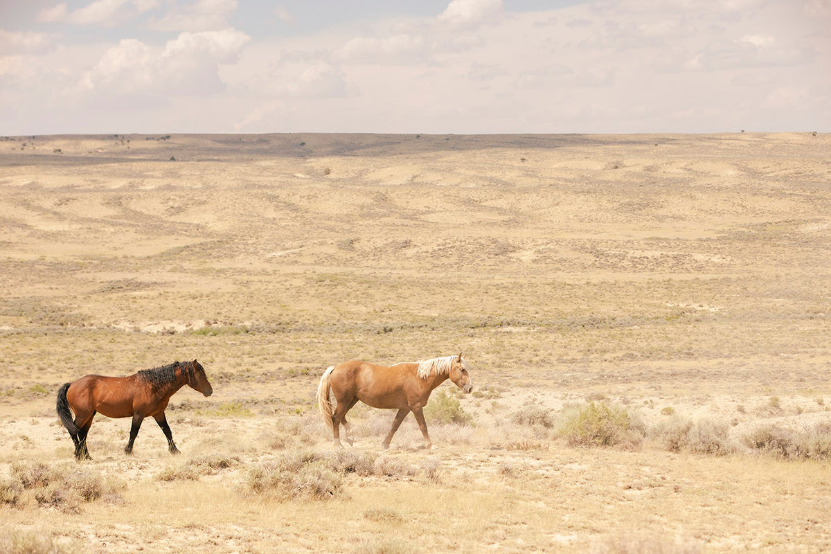 Roam Free- Wild Horses