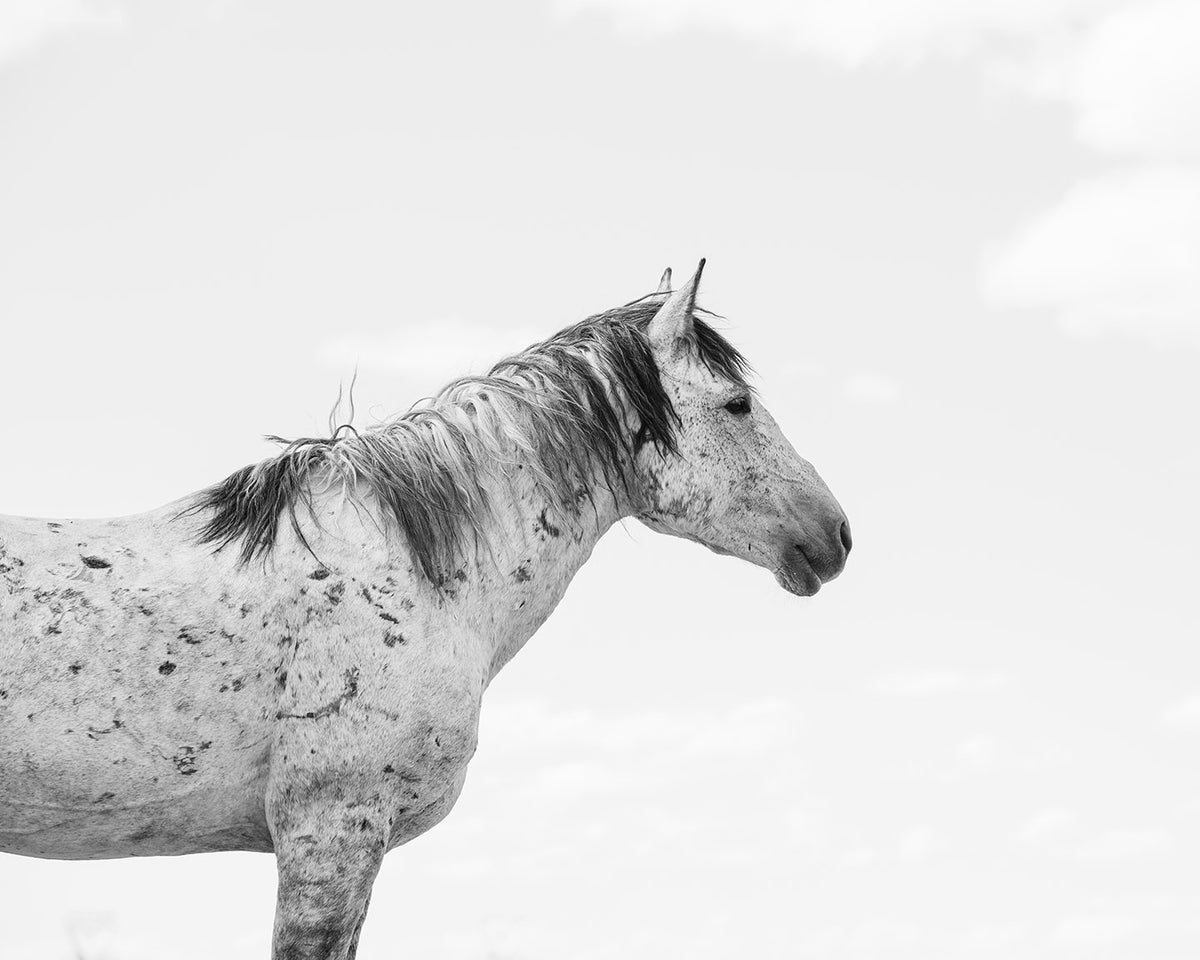 Strength - Wild Stallion