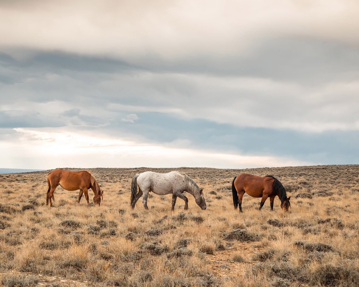 Grazing Horses in Landscape