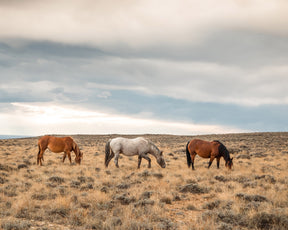 Grazing Horses in Landscape