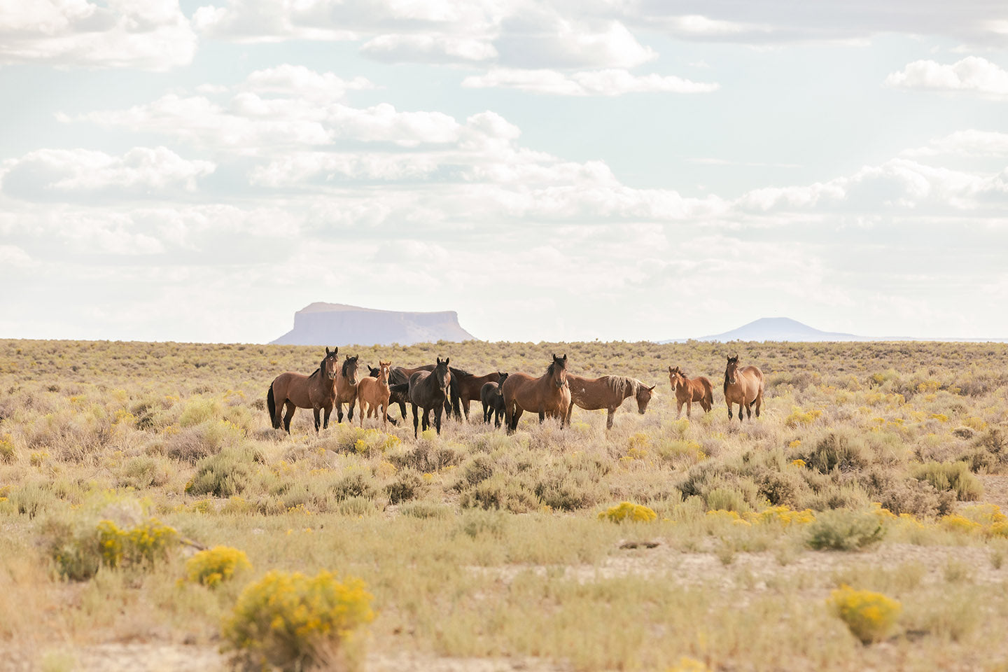 Wild Horses of Divide Basin