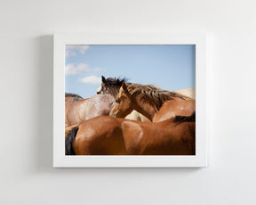 Return- Wild Horses of Wyoming