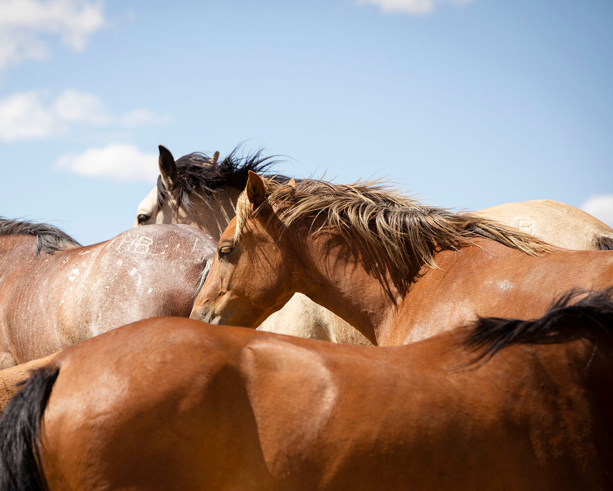 Return- Wild Horses of Wyoming