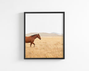 Montana Modern