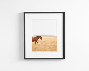 Montana Modern