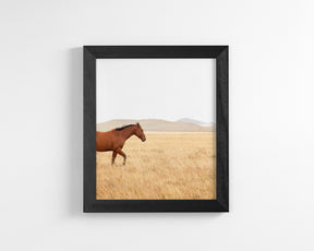 Montana Modern