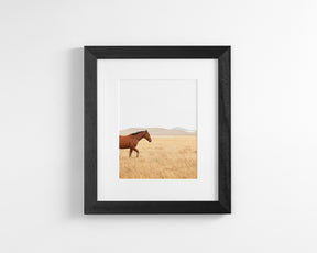 Montana Modern