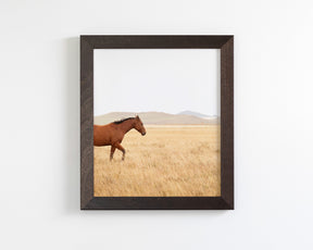 Montana Modern