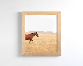 Montana Modern