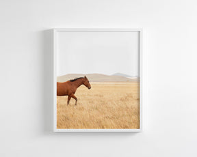 Montana Modern
