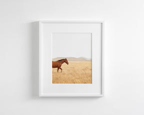 Montana Modern