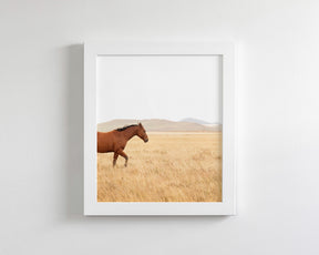 Montana Modern