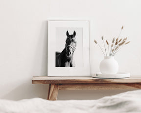 Horse and Halter