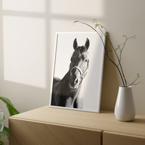 Horse and Halter