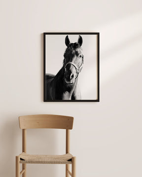 Horse and Halter