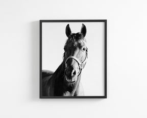 Horse and Halter