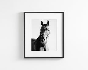 Horse and Halter
