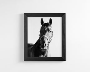 Horse and Halter
