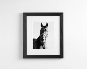 Horse and Halter