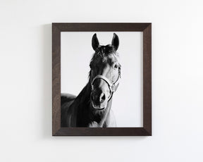 Horse and Halter