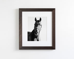 Horse and Halter