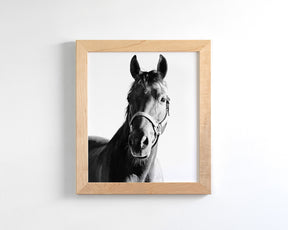 Horse and Halter