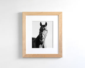 Horse and Halter