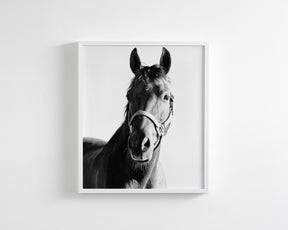 Horse and Halter