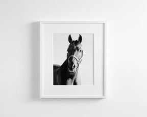 Horse and Halter