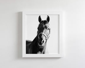 Horse and Halter