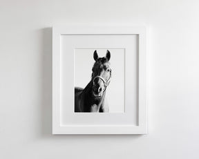 Horse and Halter