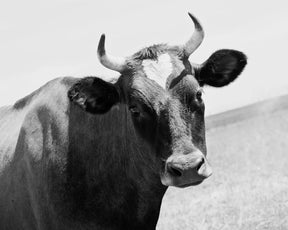 Heart Cow