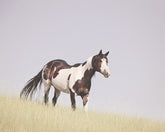 Hillside Paint Horse