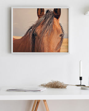 Golden Plains, Horse Close Up