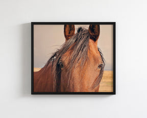 Golden Plains, Horse Close Up