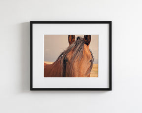 Golden Plains, Horse Close Up